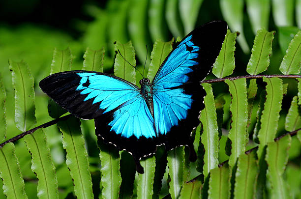 Sonhar com borboleta