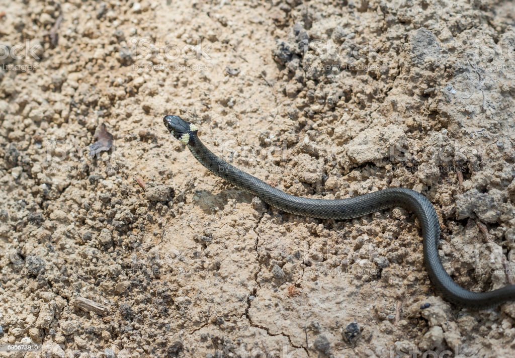 filhote de cobra Sonhar com cobra