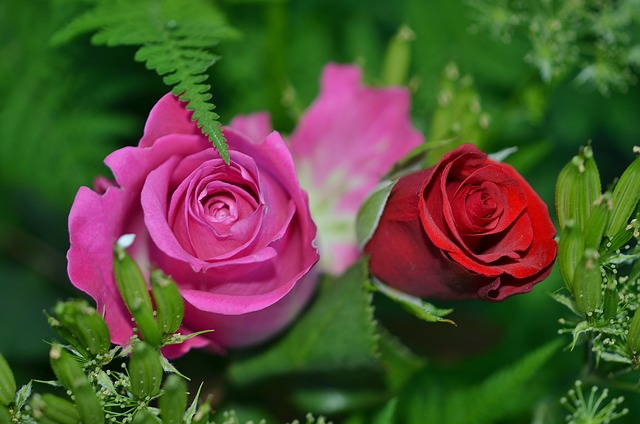 Sonhar com rosa