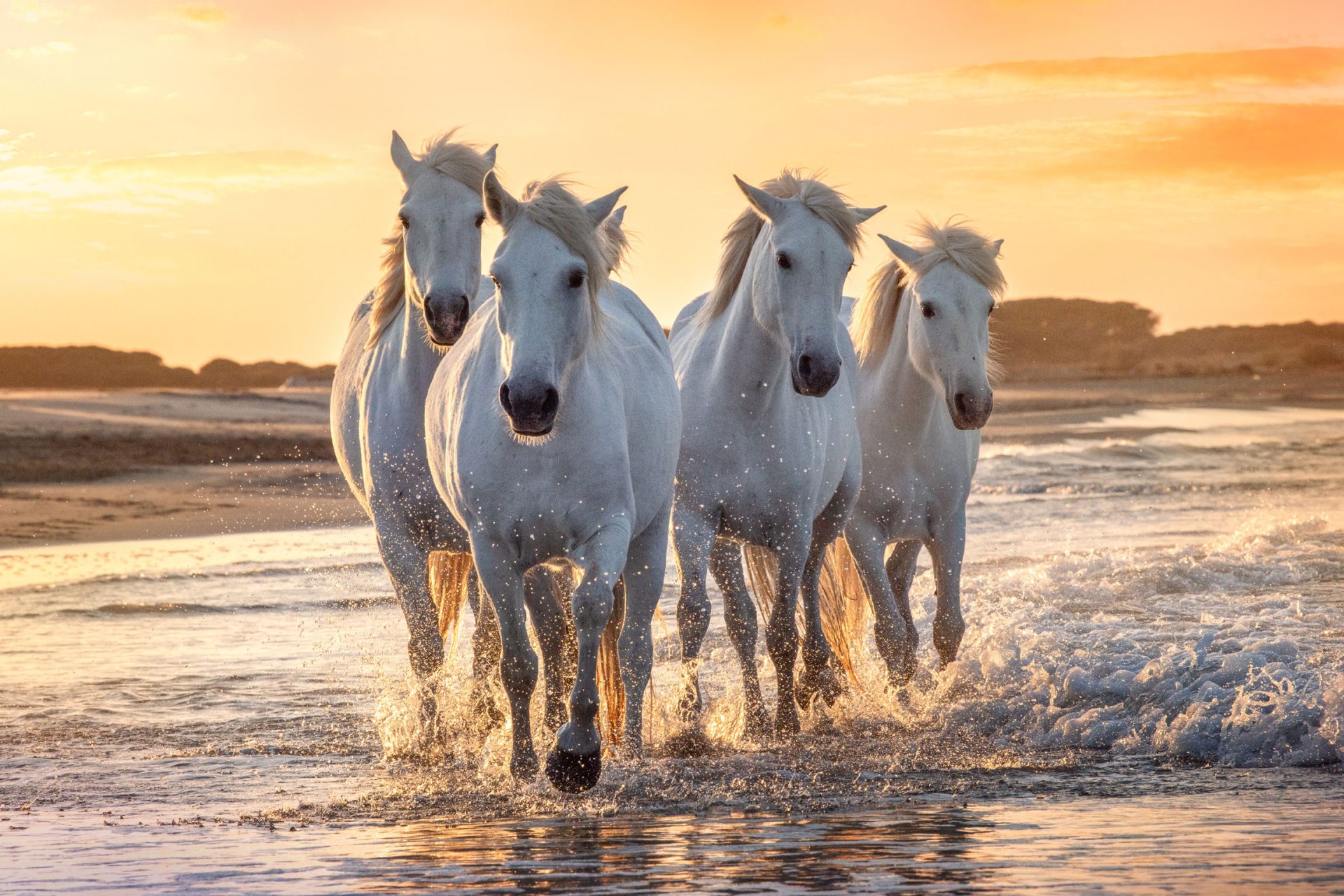 Sonhar com cavalo