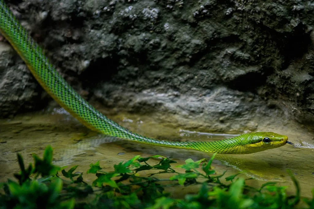 Cobra verde na água