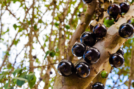 Sonhar com jabuticaba