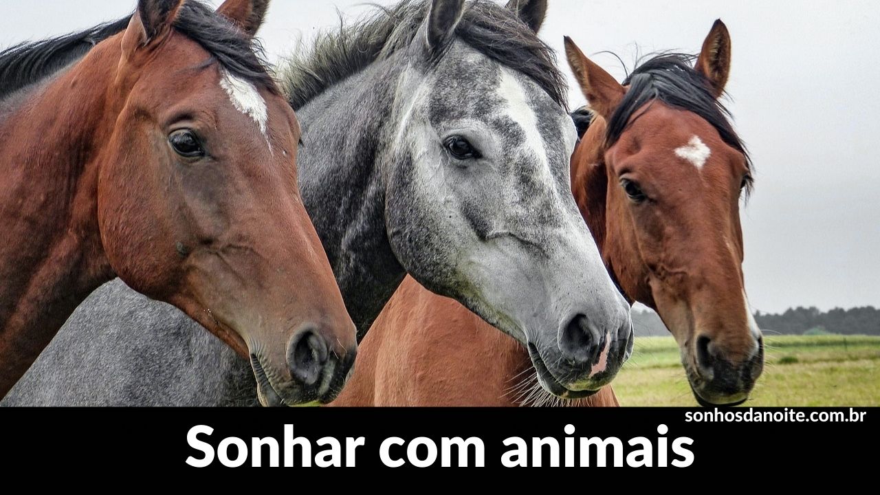 Sonhar com animais