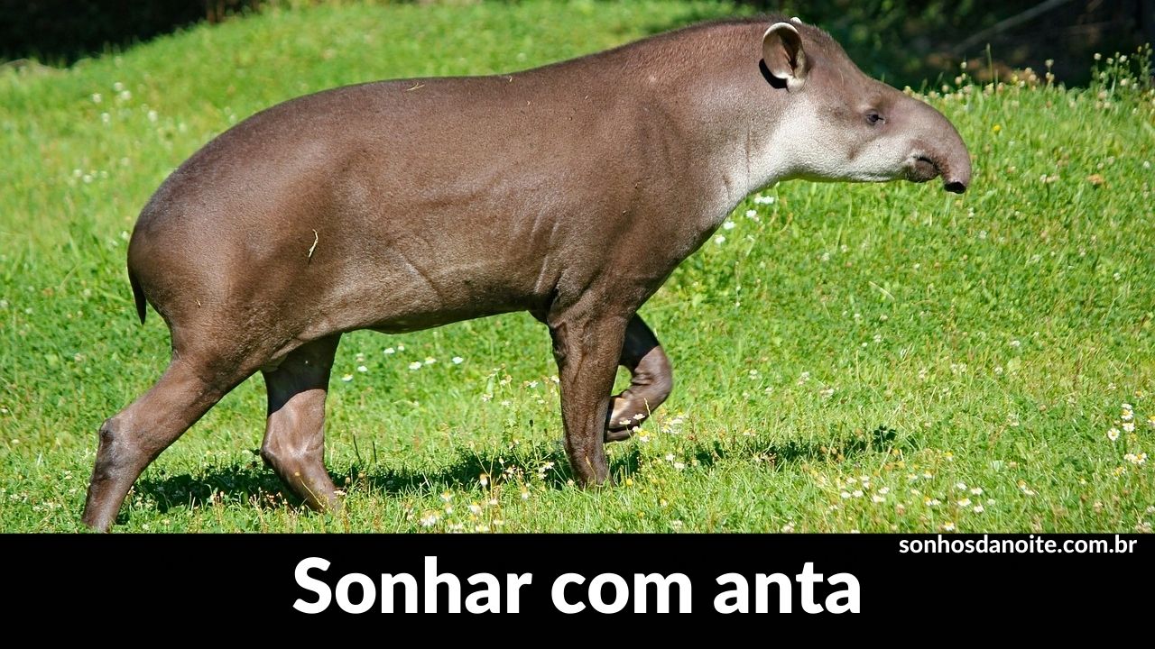 Sonhar com anta