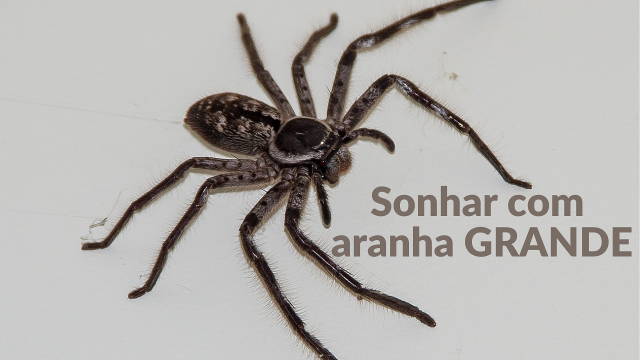 Sonhar com aranha grande