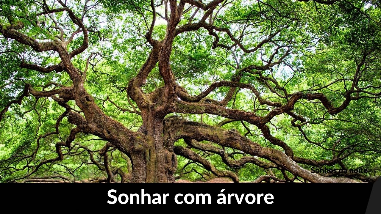 Sonhar com arvore