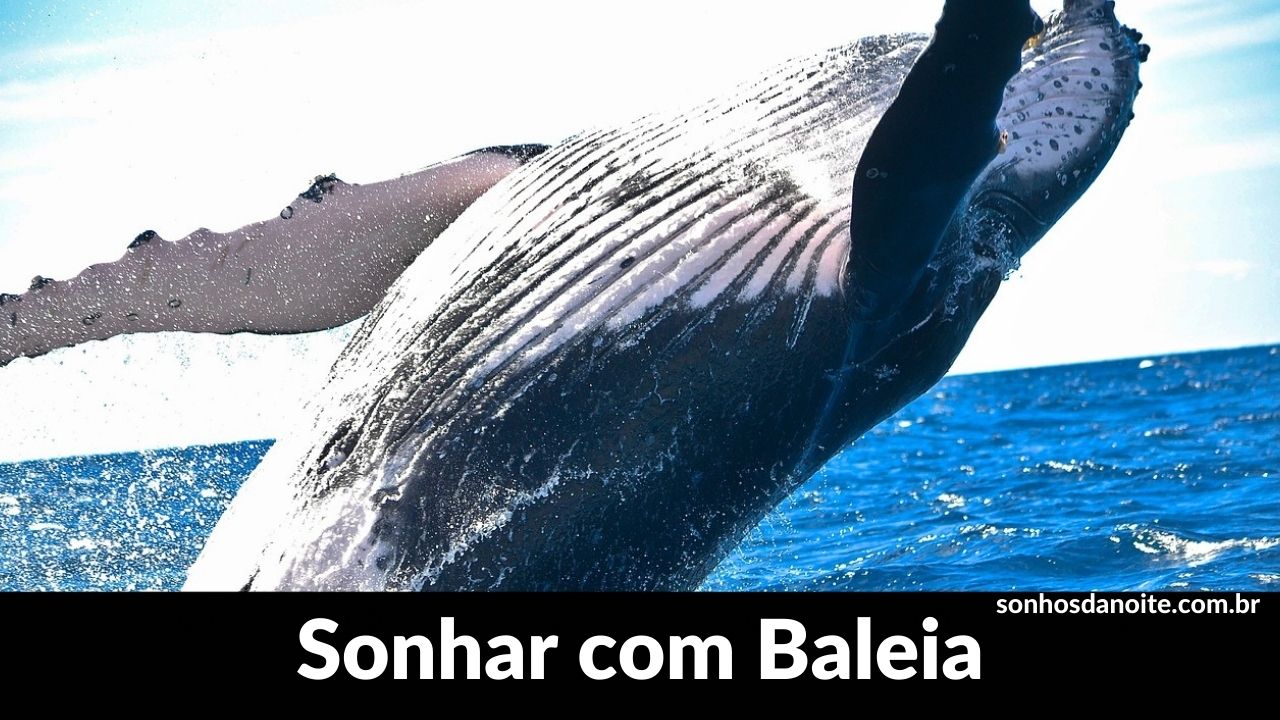 Sonhar com baleia