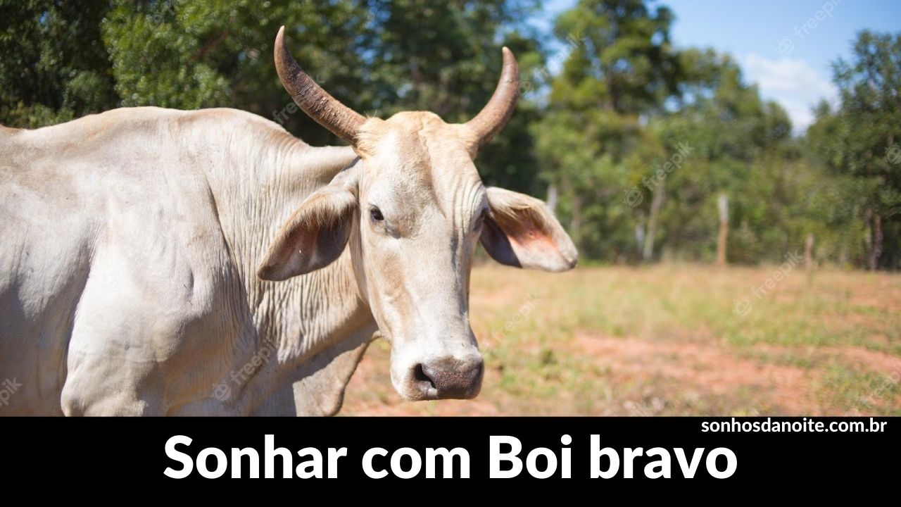 Sonhar com boi bravo