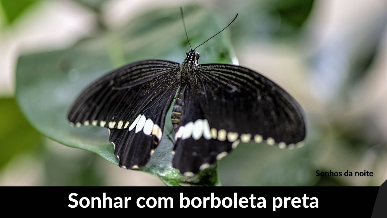 Sonhar com borboleta preta