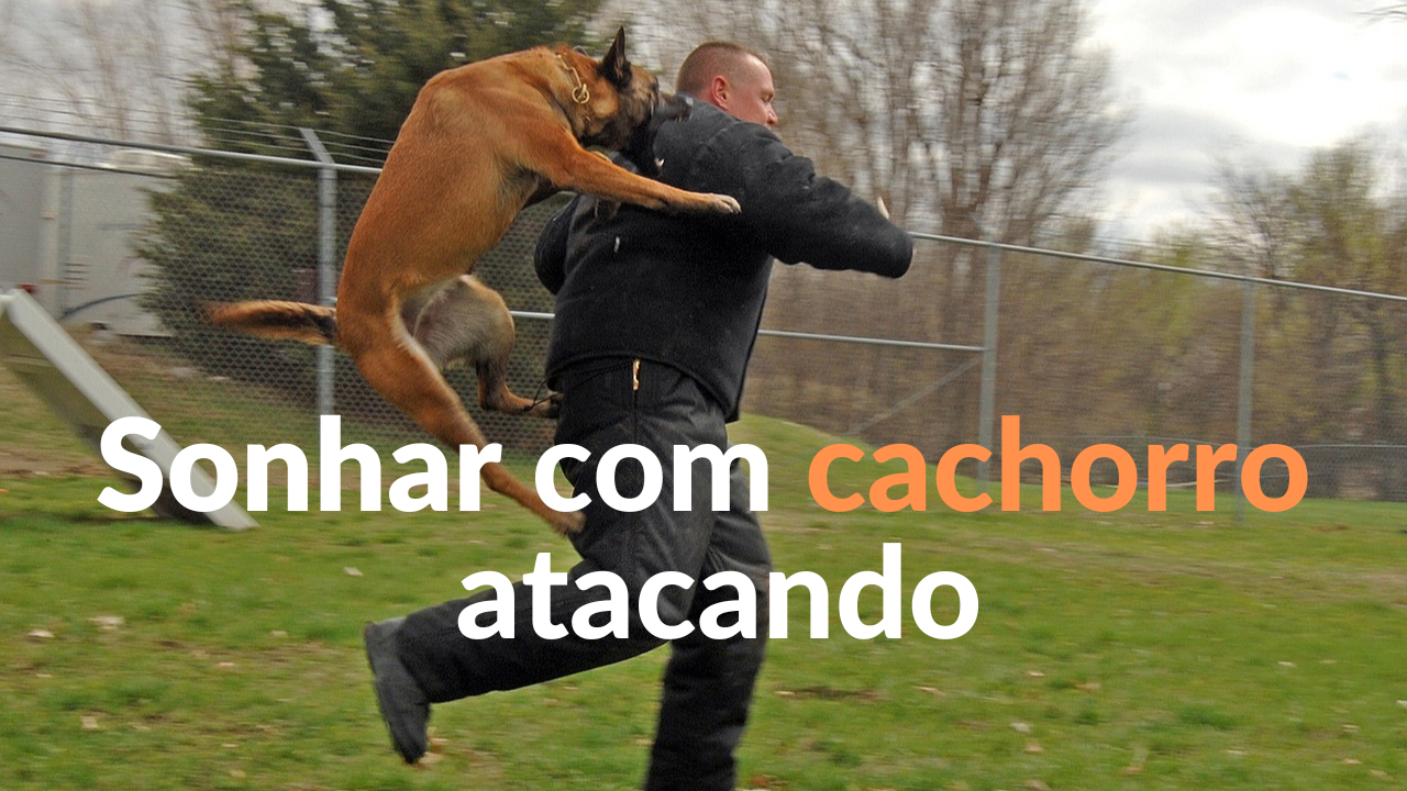 Sonhar com cachorro atacando