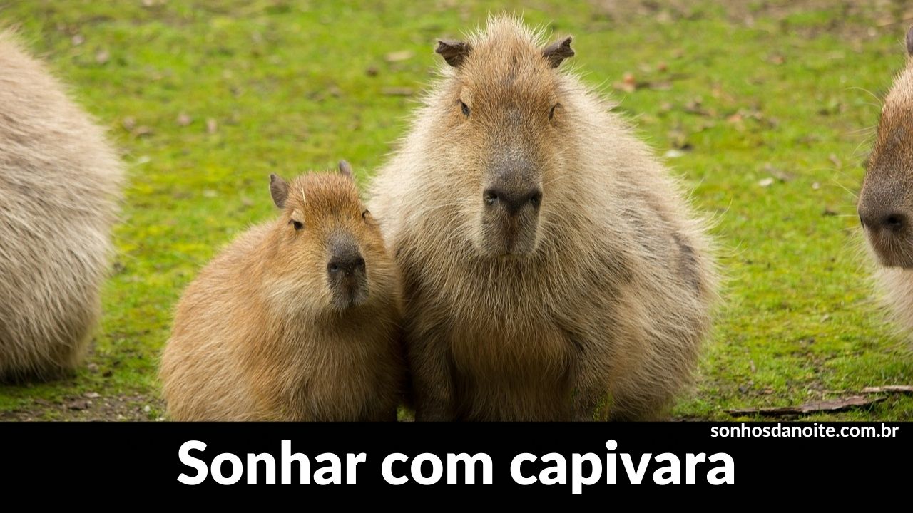 Sonhar com capivara