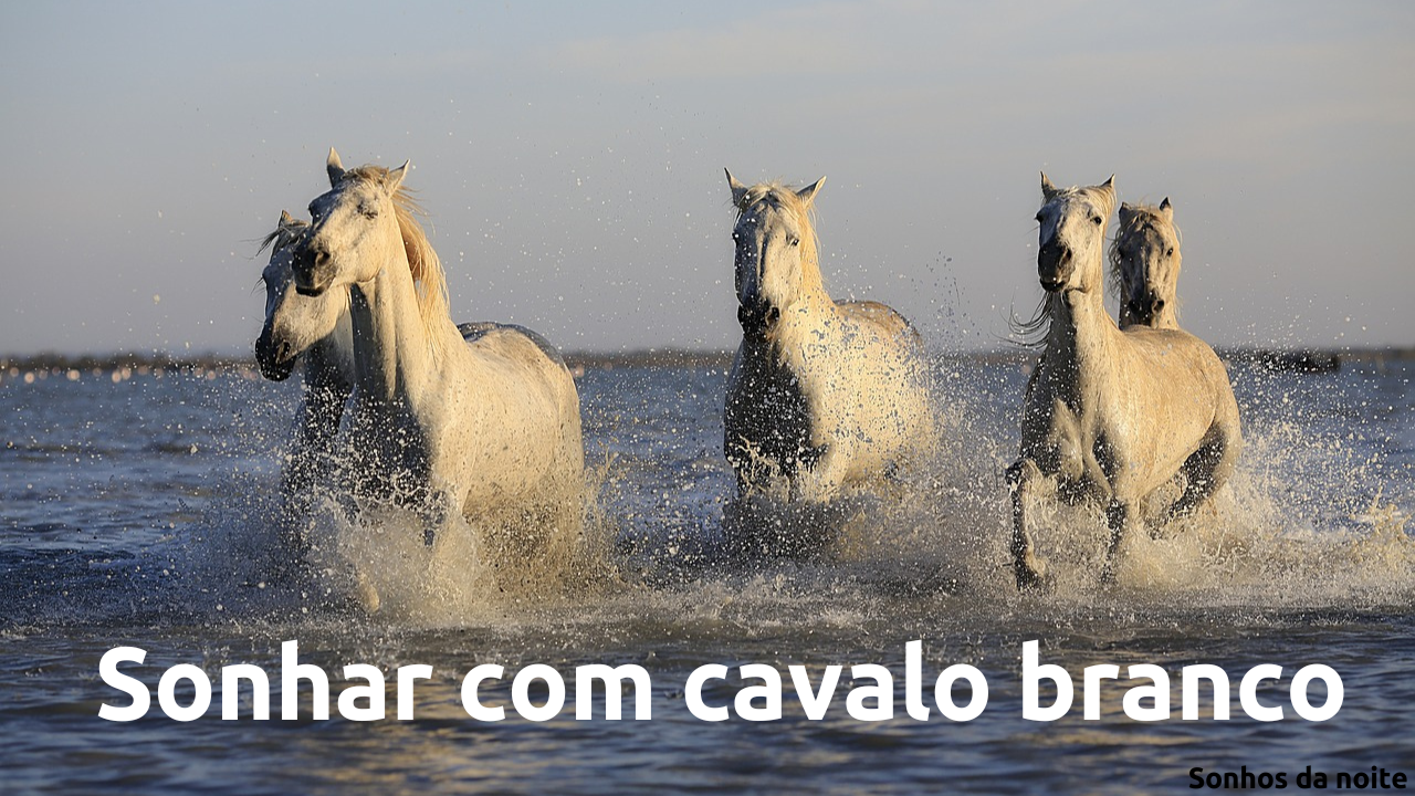 sonhar com cavalo branco