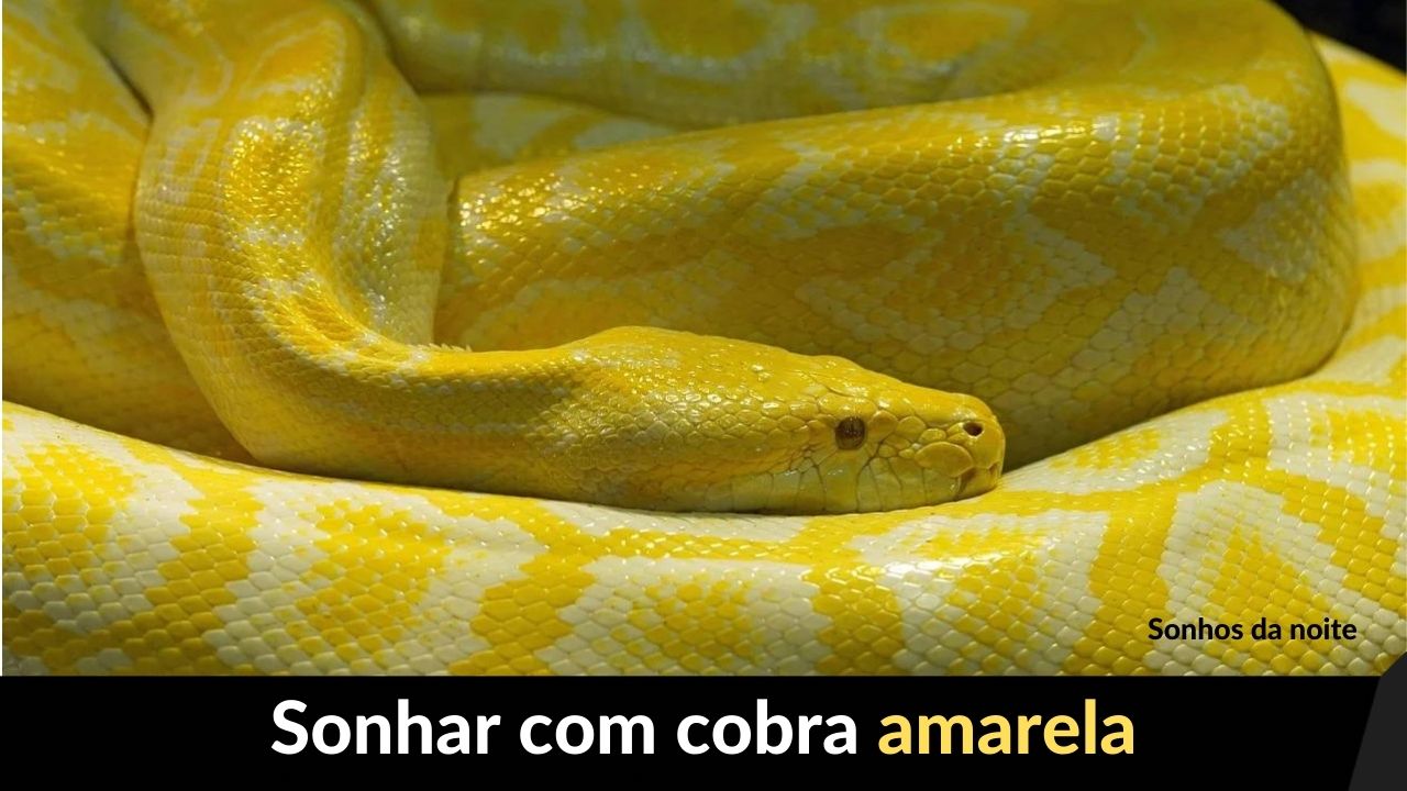 Sonhar com cobra amarela