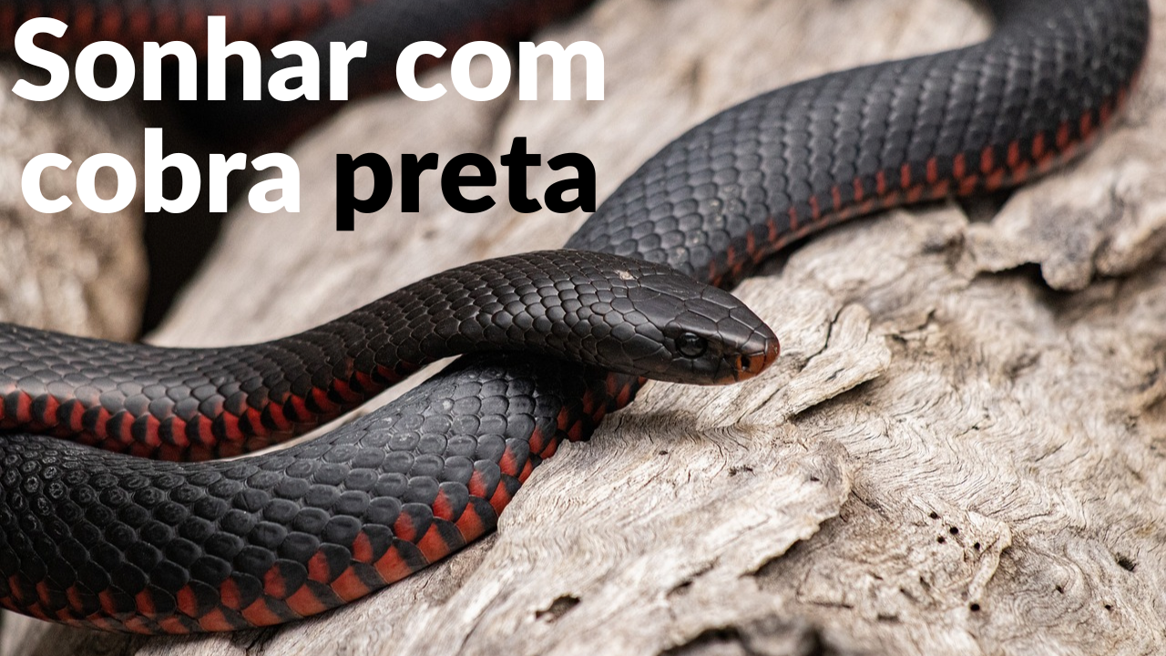 sonhar com cobra preta