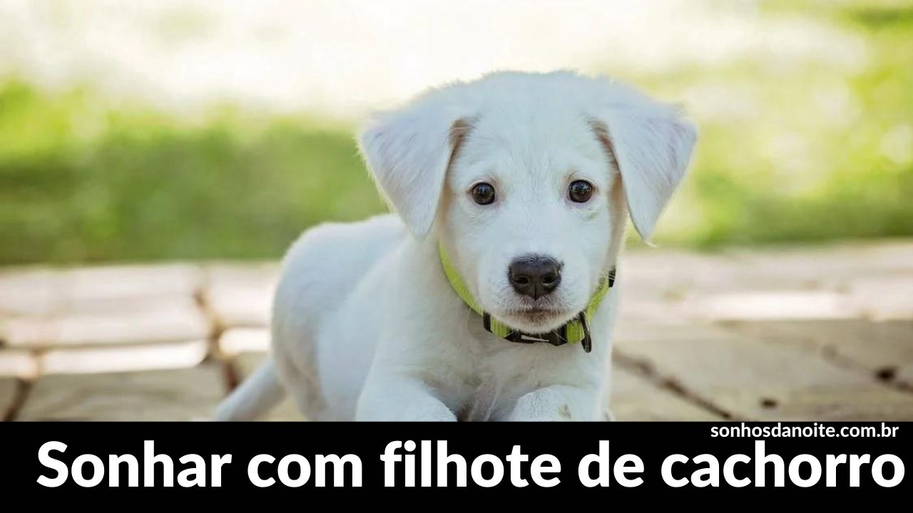 Sonhar com filhote de cachorro