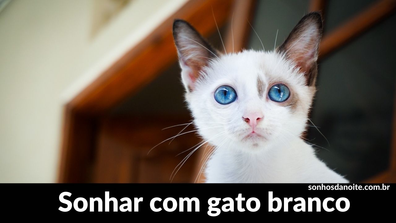 Sonhar com gato branco