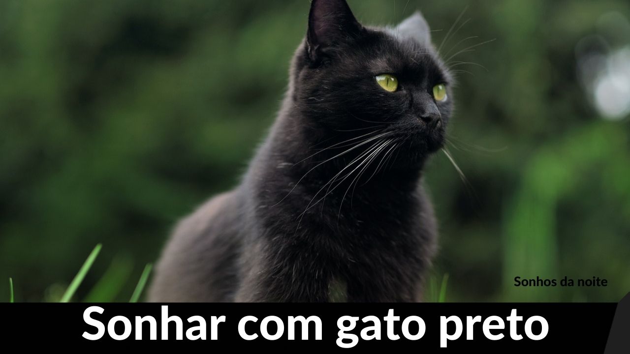 Sonhar com gato preto