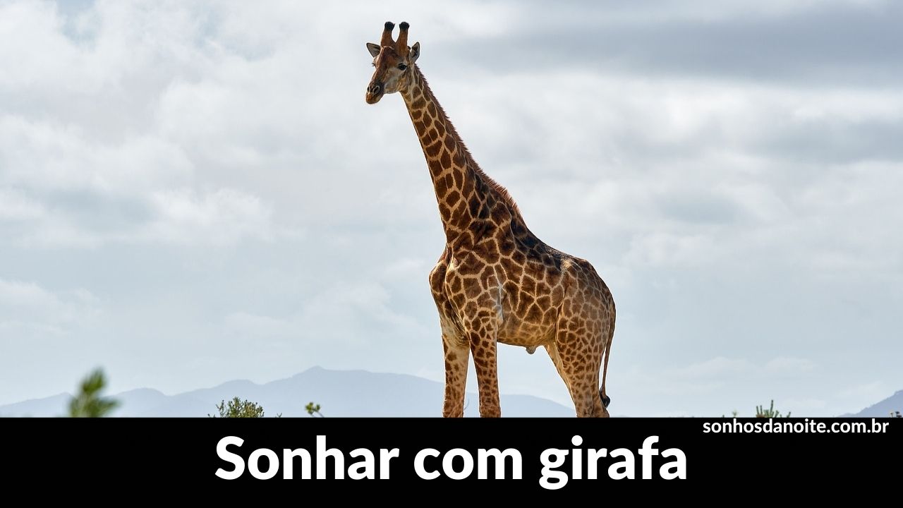 Sonhar com girafa