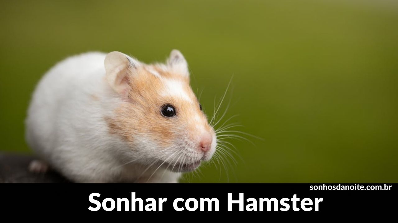 Sonhar com hamster