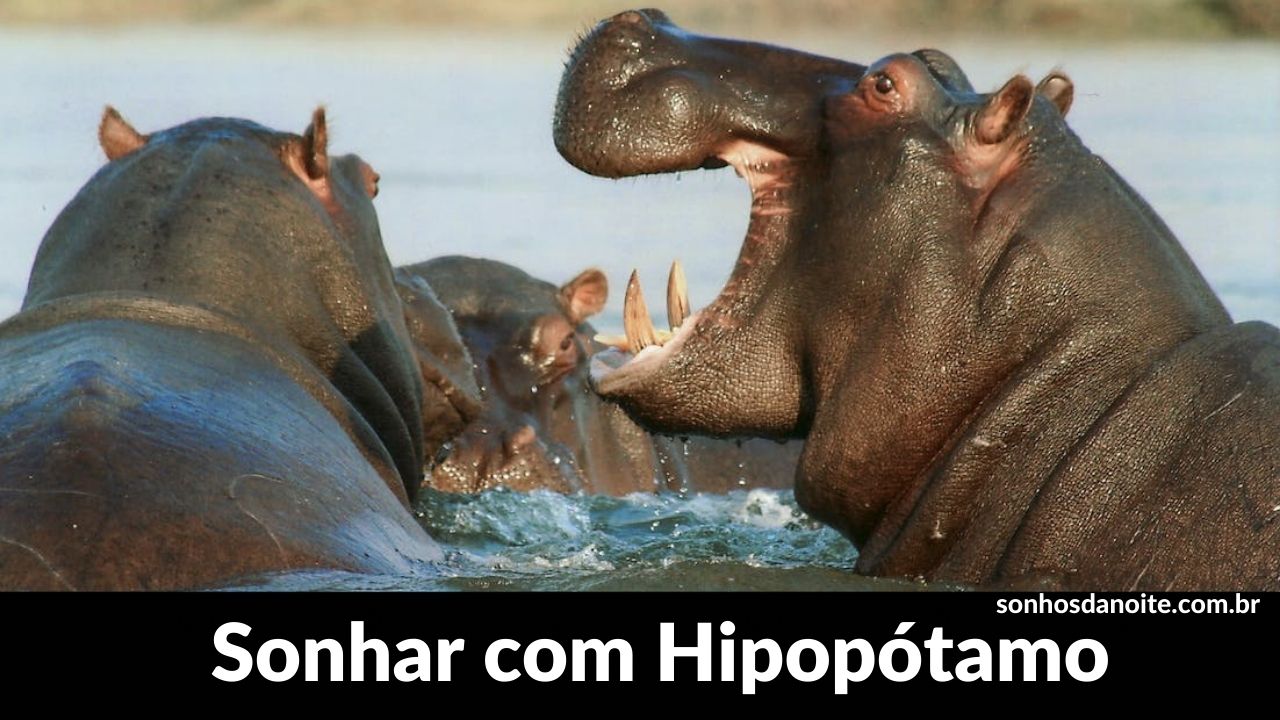 Sonhar com hipopótamo