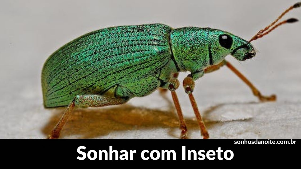 Sonhar com inseto