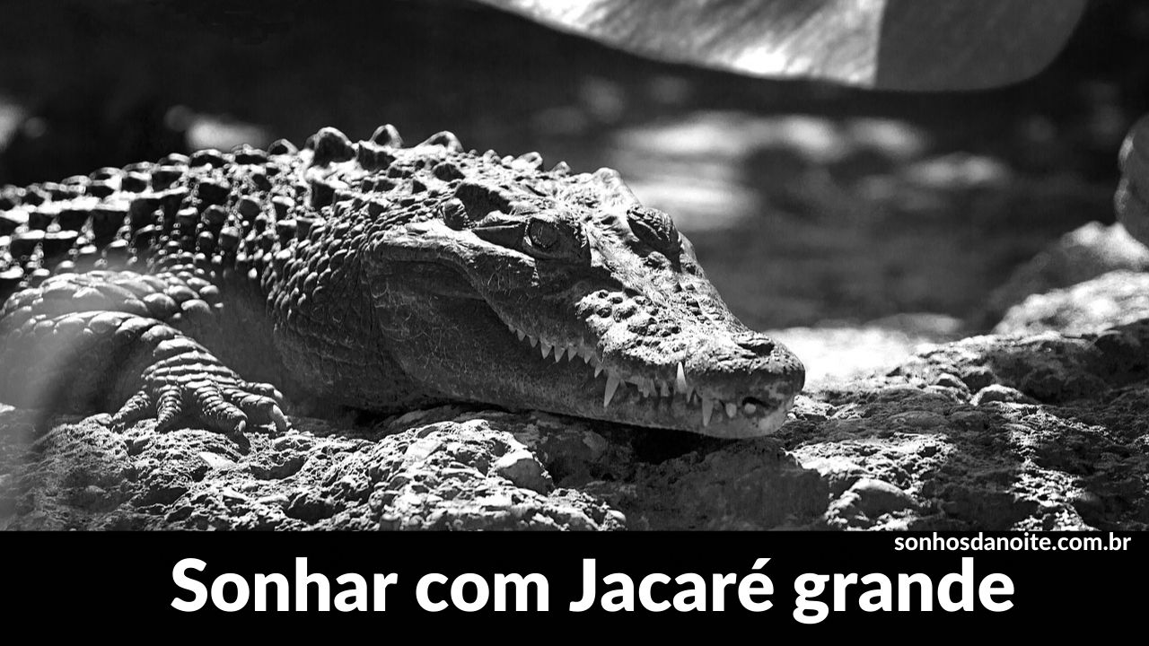 Sonhar com jacaré grande