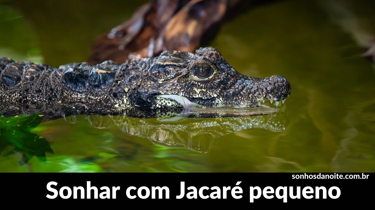 Sonhar com jacaré pequeno