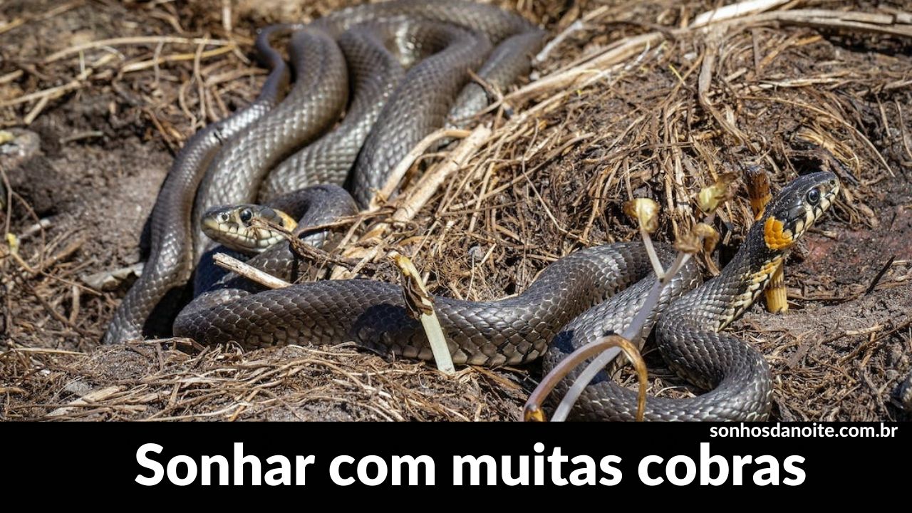 Sonhar com muitas cobras