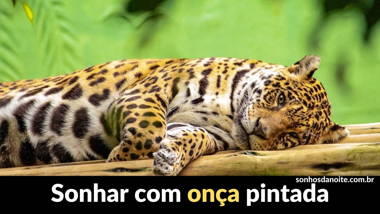 Sonhar com onça pintada