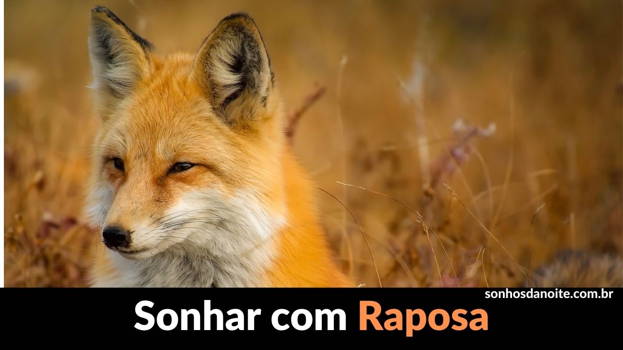 Sonhar com raposa