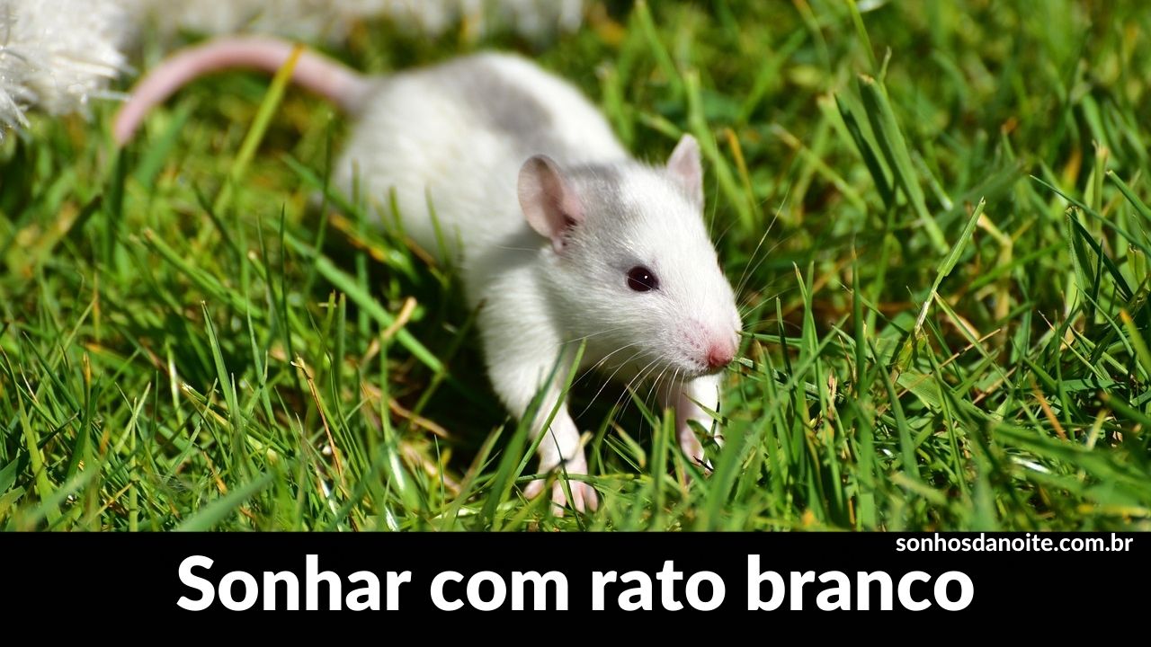 Sonhar com rato branco