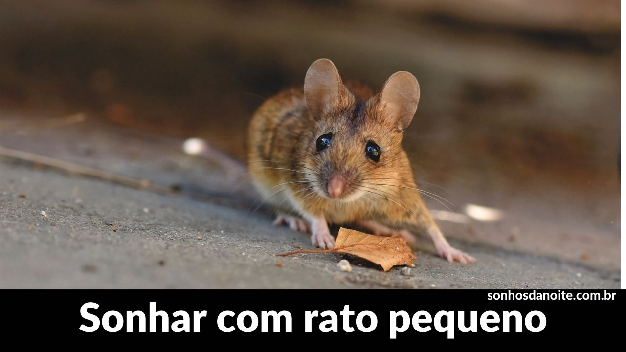 Sonhar com rato pequeno