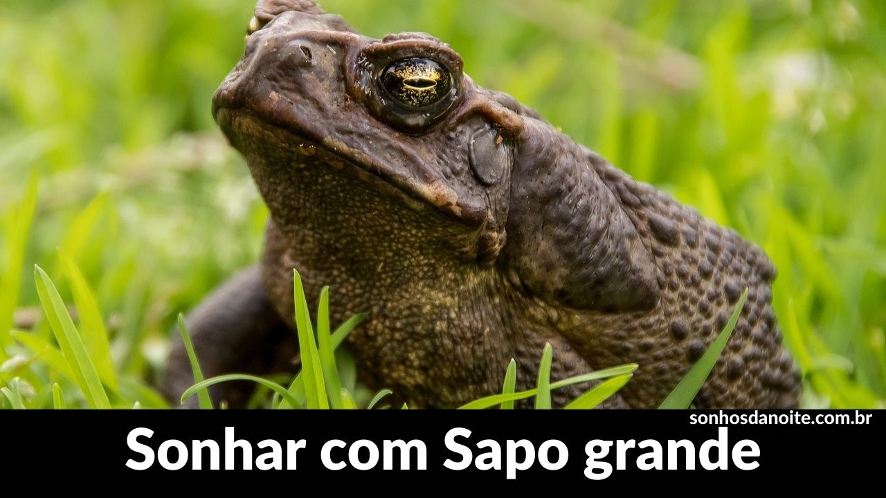 Sonhar com sapo grande