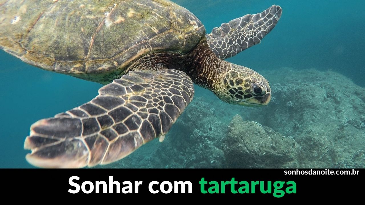 Sonhar com tartaruga