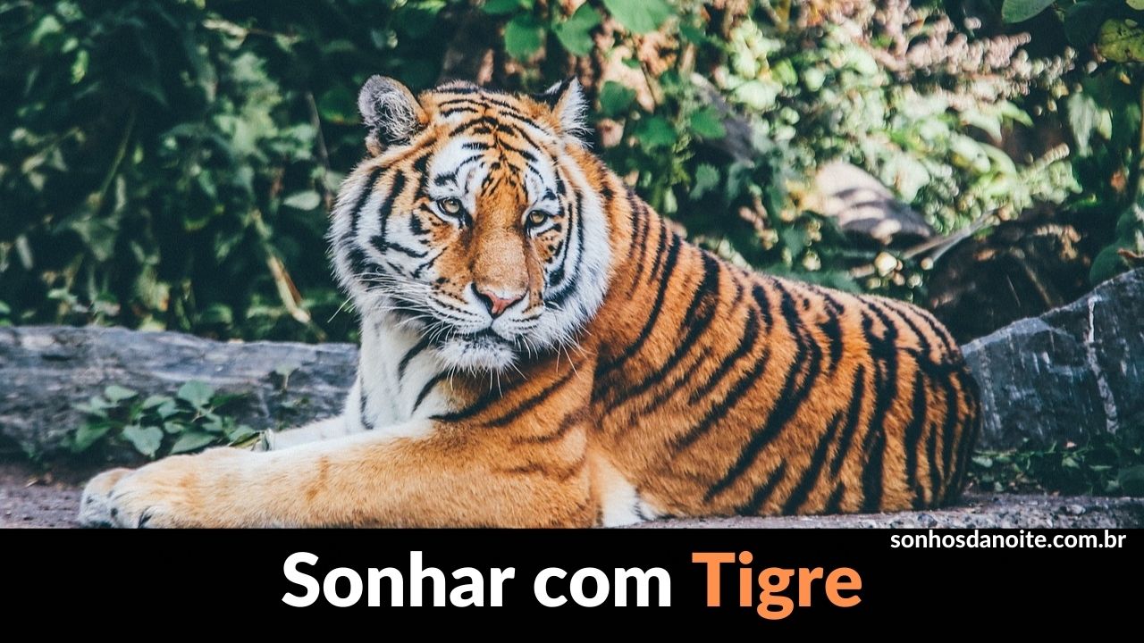 Sonhar com tigre