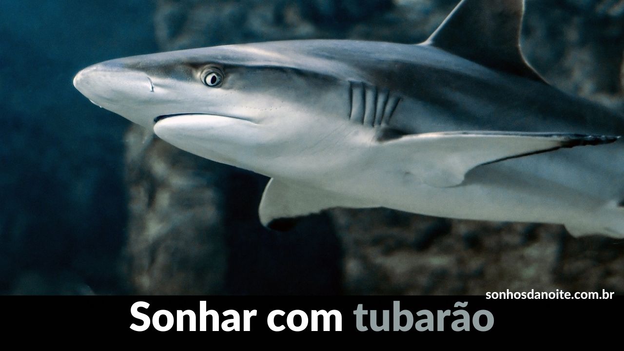 Sonhar com tubarão