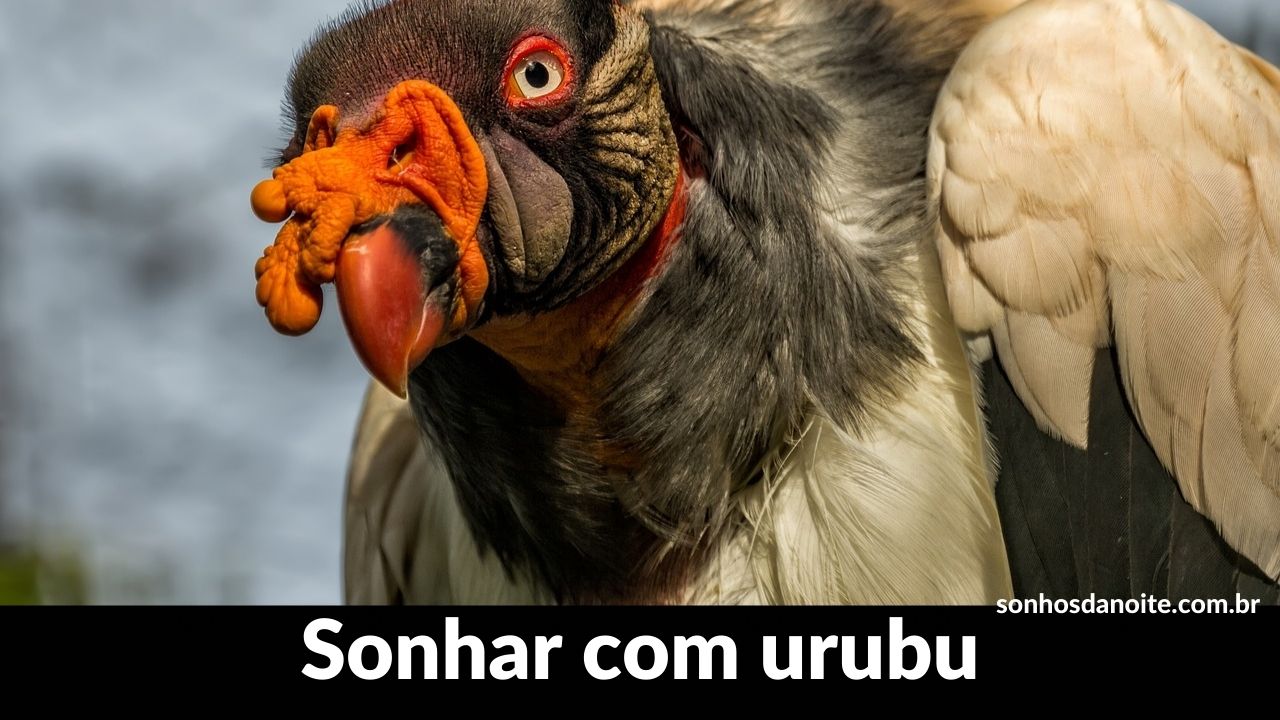 Sonhar com urubu