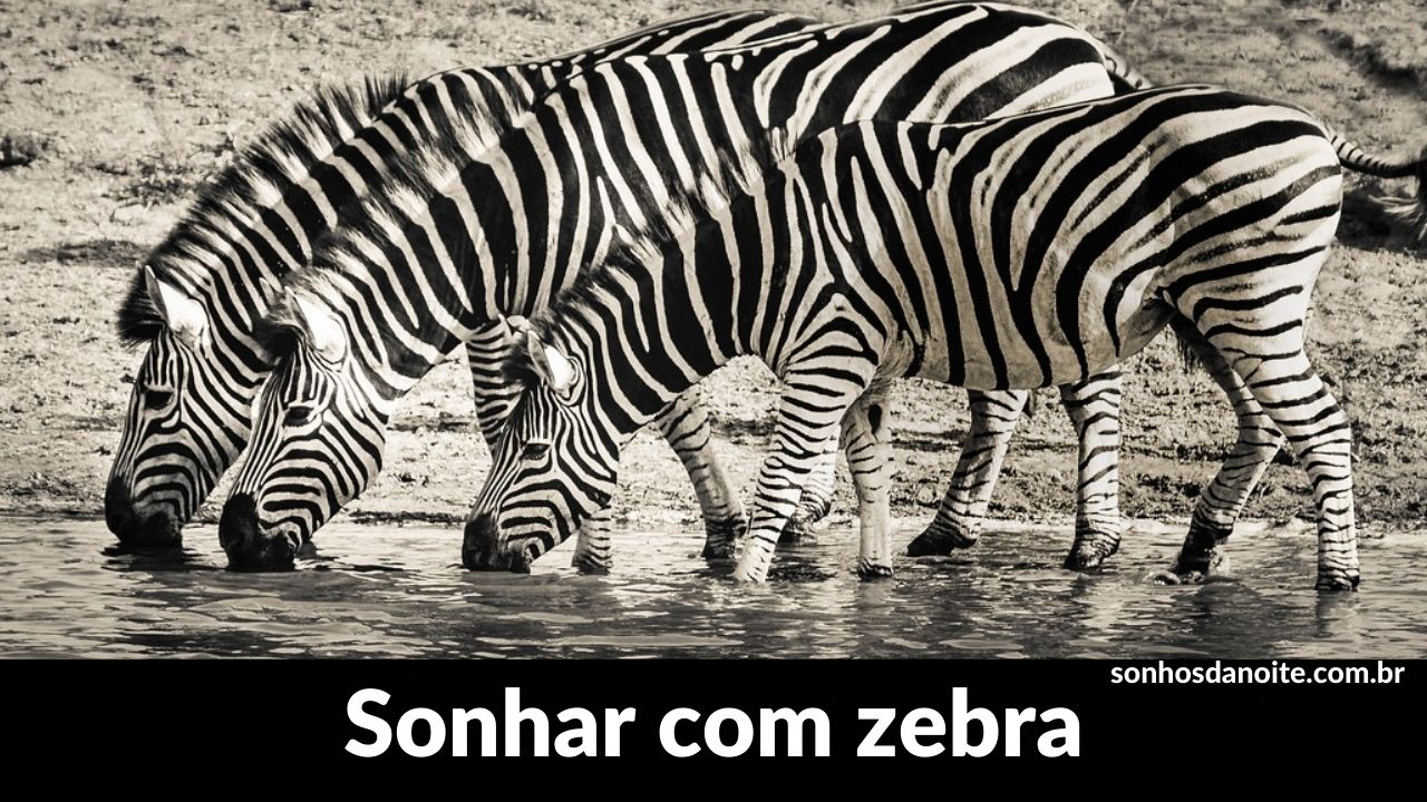 Sonhar com zebra