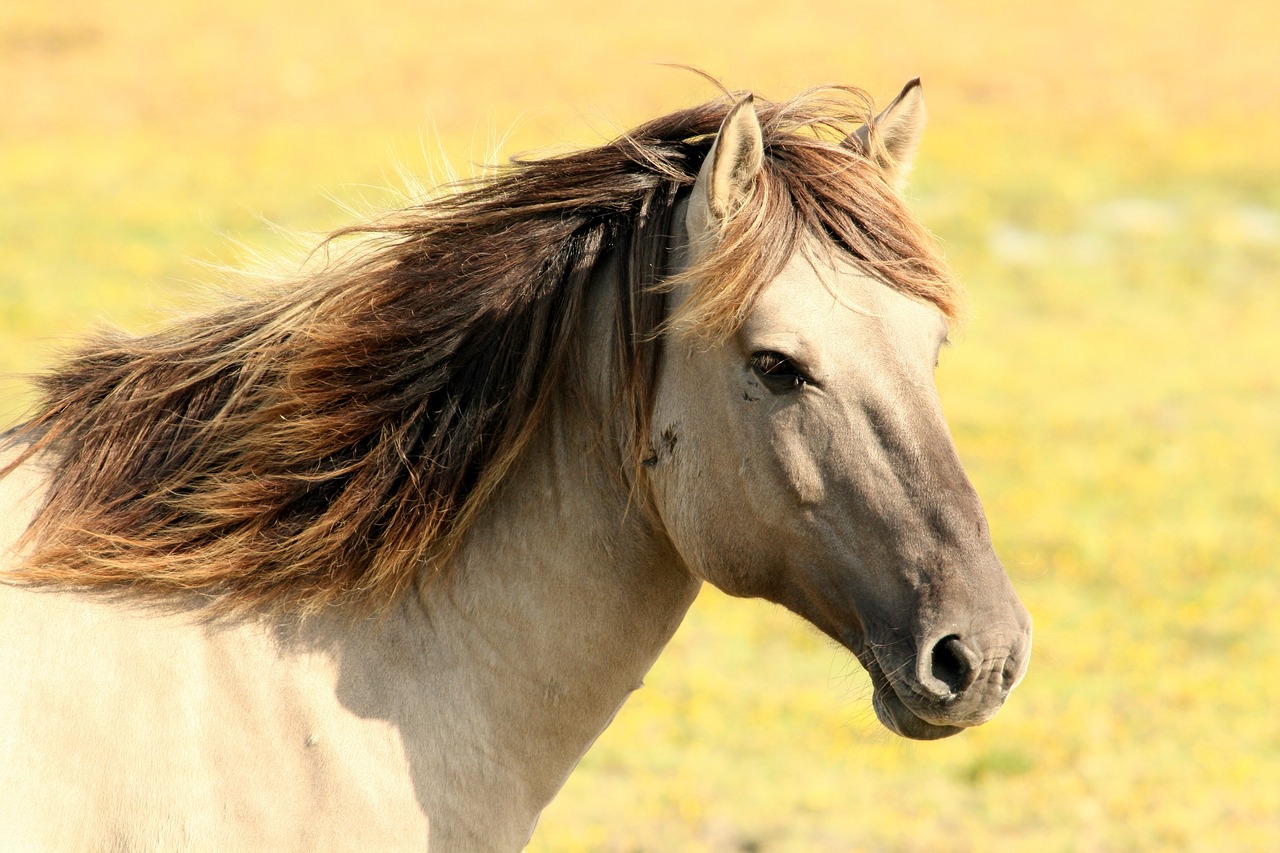 sonhar com cavaloo