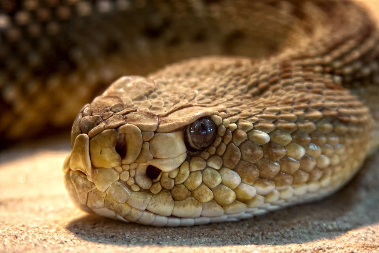 Sonhar com cobra venenosa