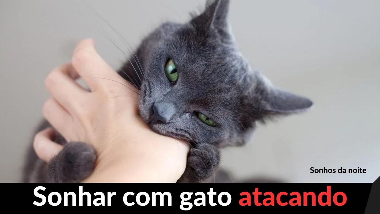 sonhar com gato atacando