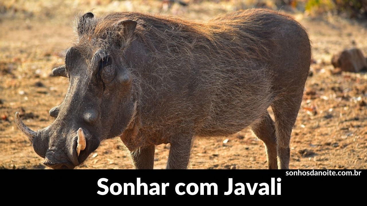 sonhar com javali