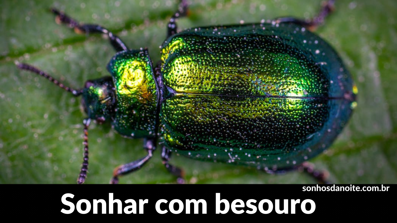 Sonhar com besouro