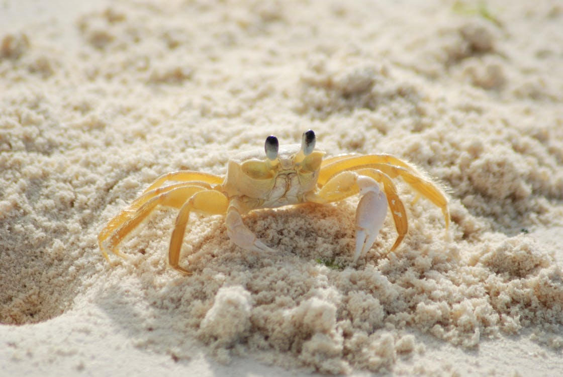 Sonhar com caranguejo na areia