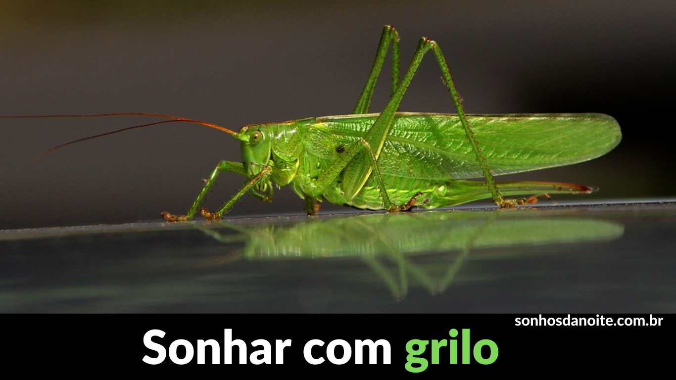 Sonhar com grilo