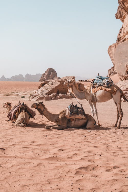 Camelos descançando