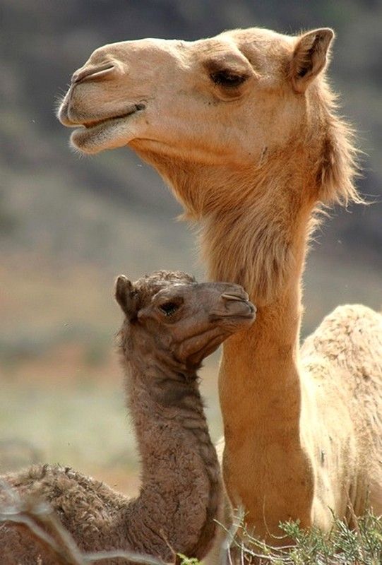 Mamãe e bebê camelos