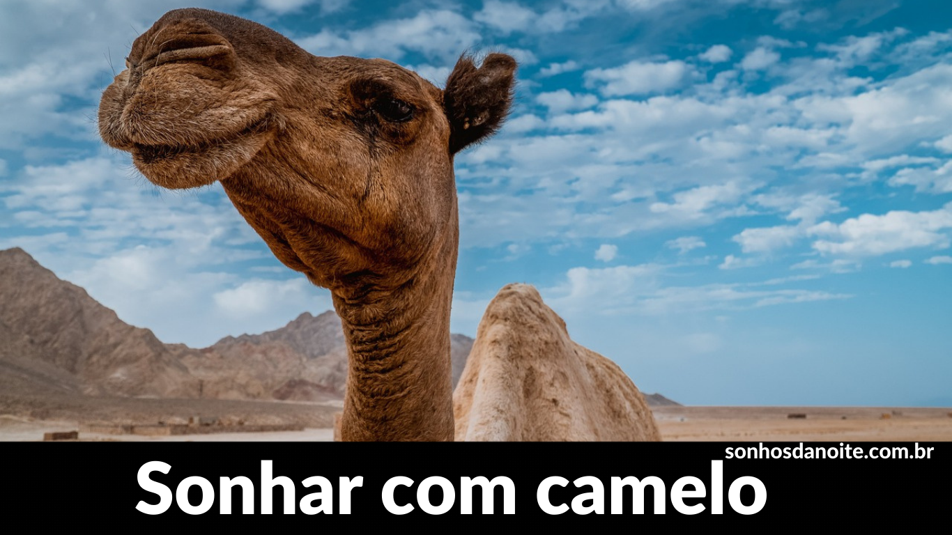 Sonhar com camelo