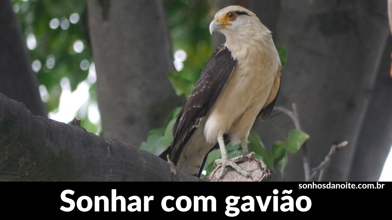 Sonhar com gavião